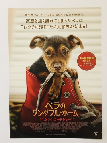Dog voie domestique - voie, jonah